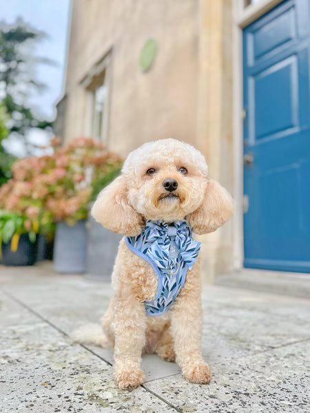 Dog Sailor Bow Tie: Kew Celeste