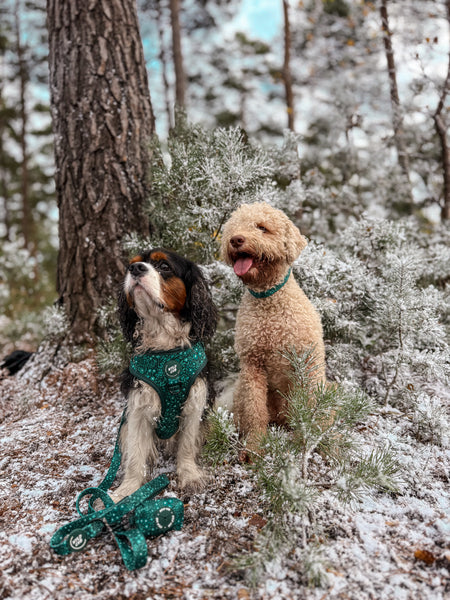 Adjustable Dog Collar: Notting Hill Gooseberry