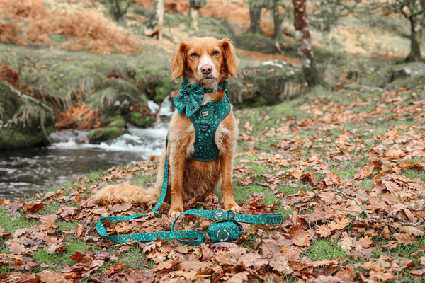 Dog Sailor Bow Tie: Notting Hill Gooseberry