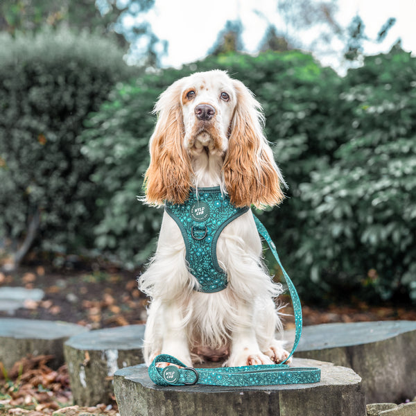 Adjustable Dog Harness: Notting Hill Gooseberry