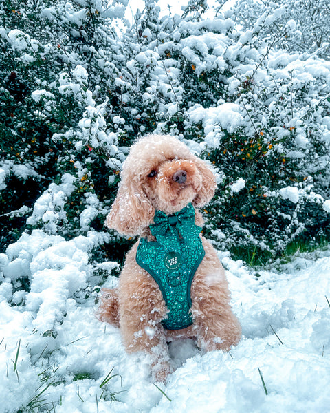 Dog Sailor Bow Tie: Notting Hill Gooseberry