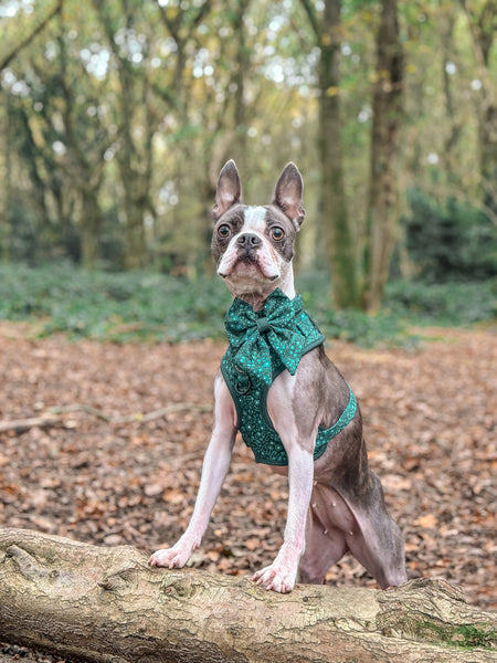 Dog Sailor Bow Tie: Notting Hill Gooseberry