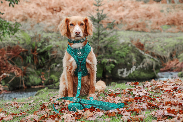 Adjustable Dog Collar: Notting Hill Gooseberry