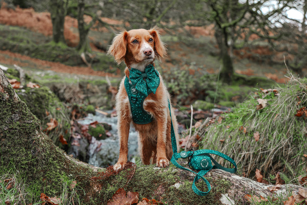 Dog Poop Bag Holder: Notting Hill Gooseberry