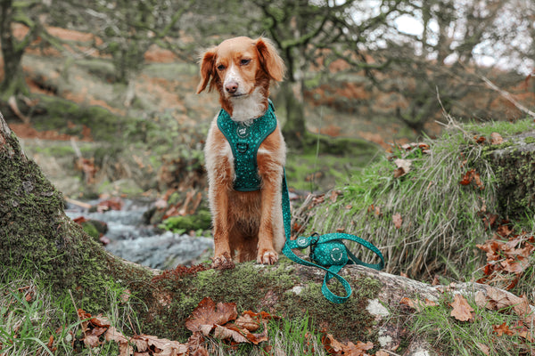 Adjustable Dog Harness: Notting Hill Gooseberry