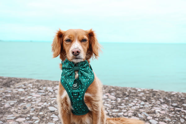 Dog Sailor Bow Tie: Notting Hill Gooseberry