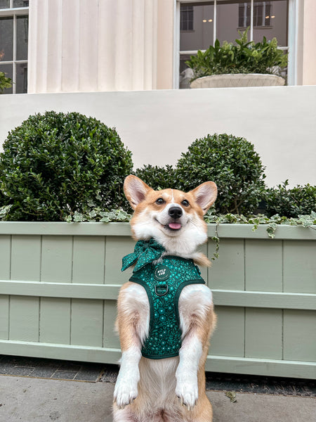 Adjustable Dog Harness: Notting Hill Gooseberry