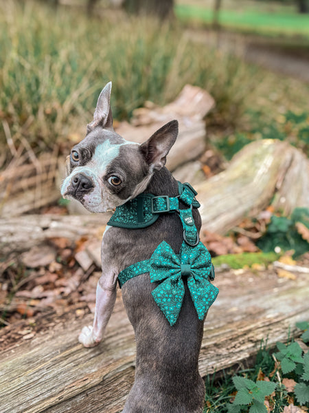 Dog Sailor Bow Tie: Notting Hill Gooseberry