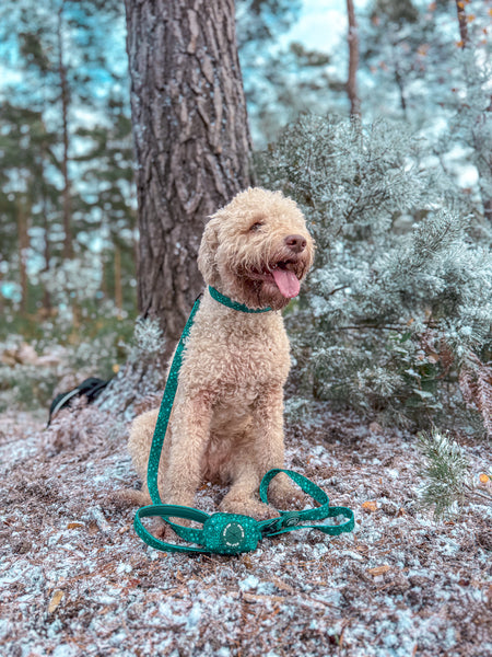 Adjustable Dog Collar: Notting Hill Gooseberry