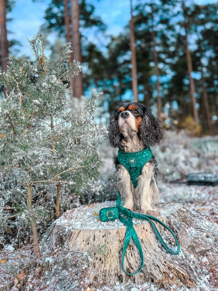 Adjustable Dog Harness: Notting Hill Gooseberry