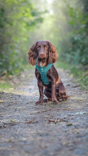 Adjustable Dog Harness: Notting Hill Gooseberry