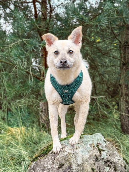 Adjustable Dog Harness: Notting Hill Gooseberry