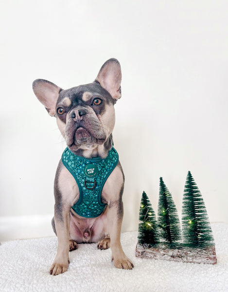 Adjustable Dog Harness: Notting Hill Gooseberry