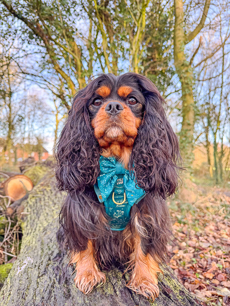 Dog Butterfly Bow Tie: Chiswick Alpine