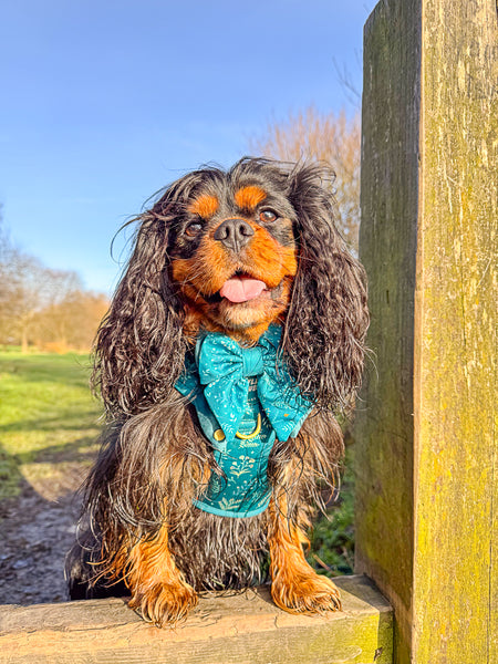 Dog Butterfly Bow Tie: Chiswick Alpine