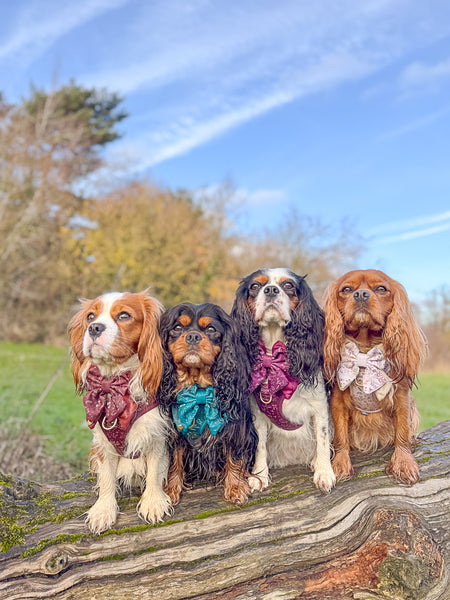 Dog Butterfly Bow Tie: Chiswick Chestnut