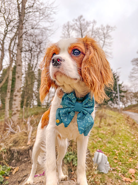 Dog Butterfly Bow Tie: Chiswick Alpine