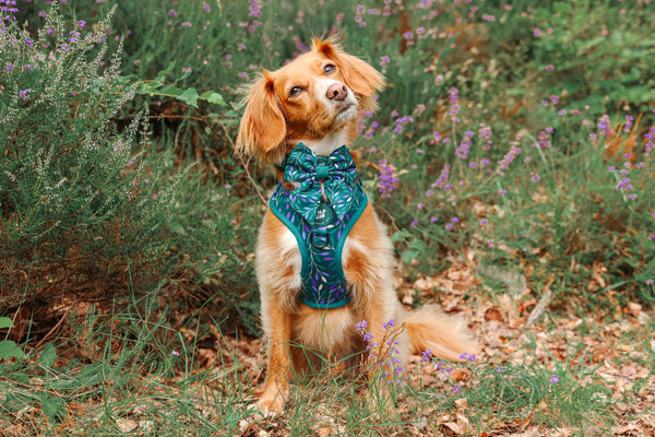 Dog Sailor Bow Tie: Hampstead Evergreen