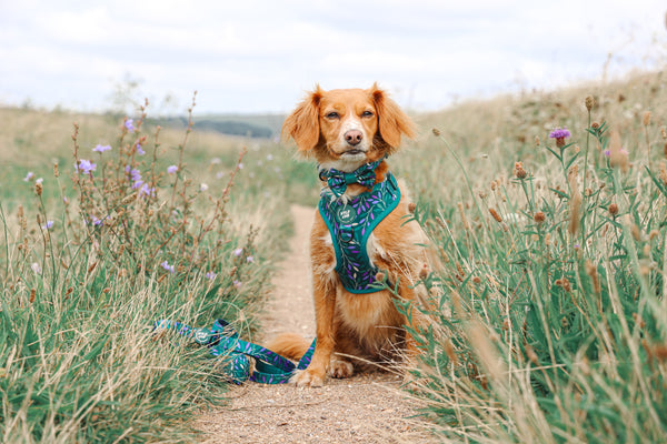 Dog Bow Tie: Hampstead Evergreen