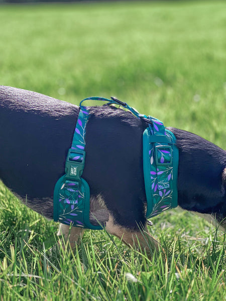 Adjustable Dog Harness: Hampstead Evergreen