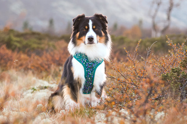 Adjustable Dog Harness: Hampstead Evergreen