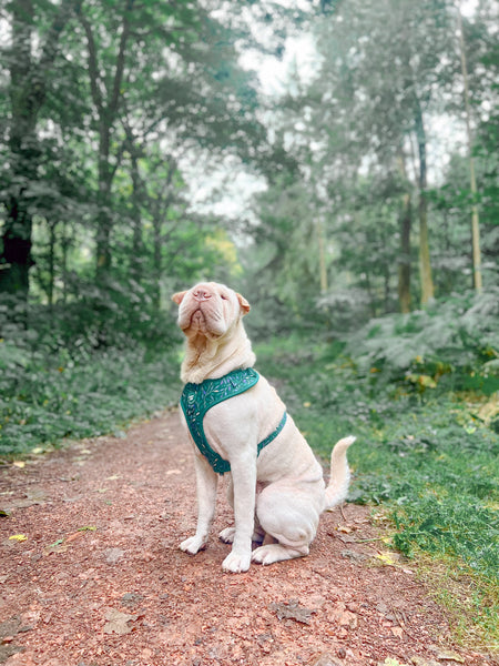 Adjustable Dog Harness: Hampstead Evergreen