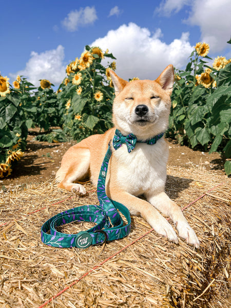 Dog Bow Tie: Hampstead Evergreen