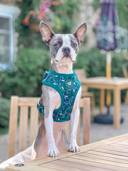 Adjustable Dog Harness: Hampstead Evergreen