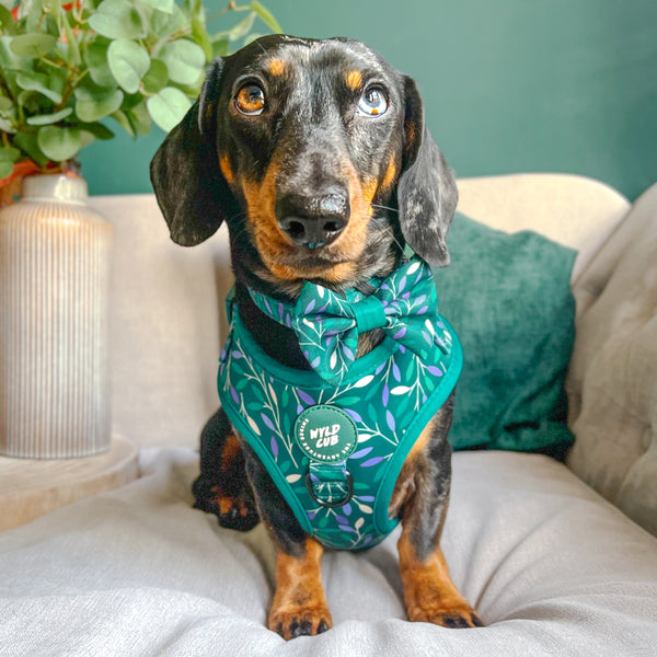 Dog Bow Tie: Hampstead Evergreen