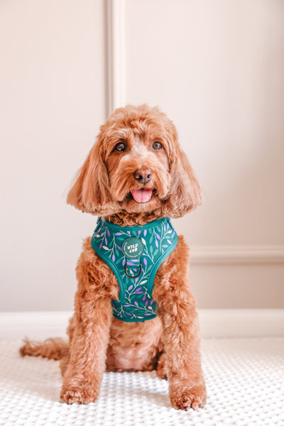 Adjustable Dog Harness: Hampstead Evergreen