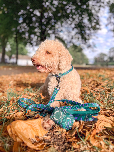 Adjustable Dog Collar: Hampstead Evergreen