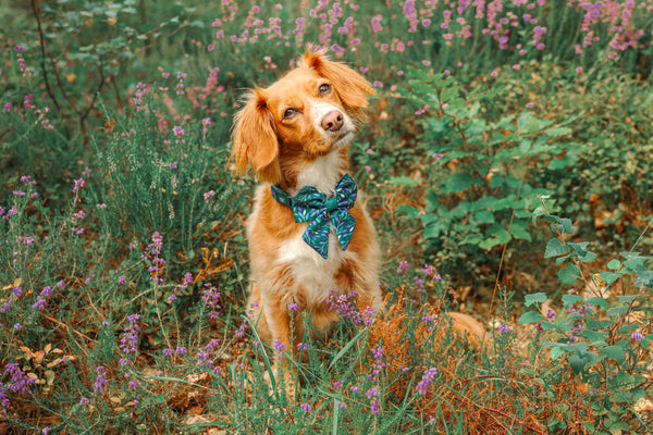 Dog Sailor Bow Tie: Hampstead Evergreen