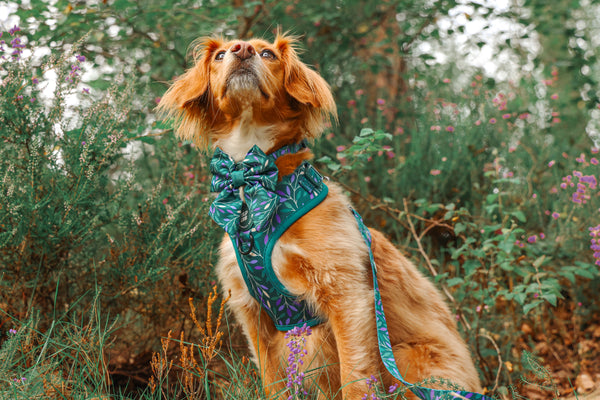 Adjustable Dog Harness: Hampstead Evergreen