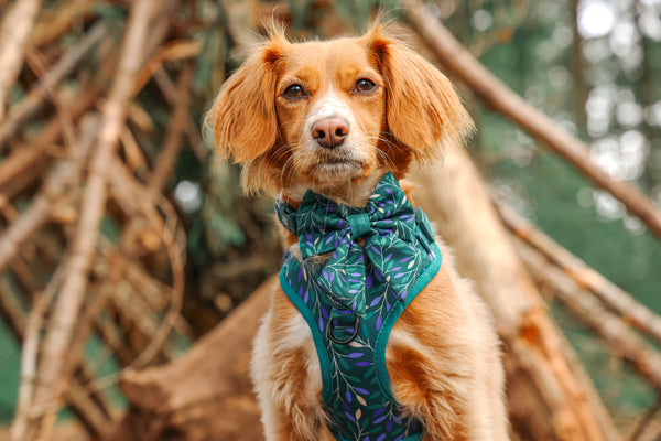 Dog Sailor Bow Tie: Hampstead Evergreen