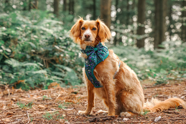 Adjustable Dog Harness: Hampstead Evergreen