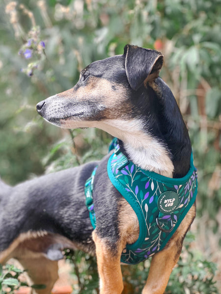 Adjustable Dog Harness: Hampstead Evergreen