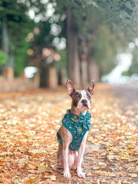 Dog Sailor Bow Tie: Hampstead Evergreen