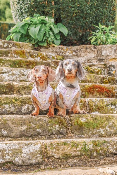 Adjustable Dog Harness: Chiswick Oyster