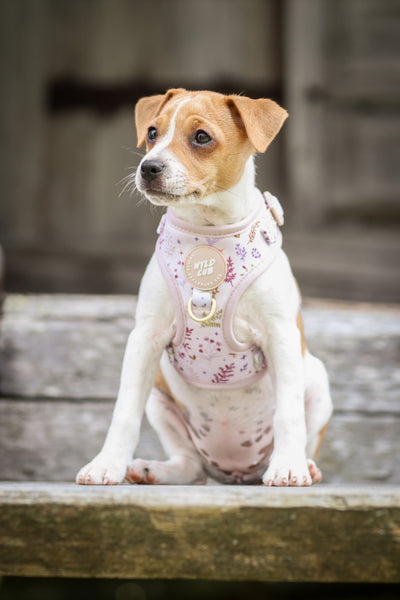 Adjustable Dog Harness: Chiswick Oyster