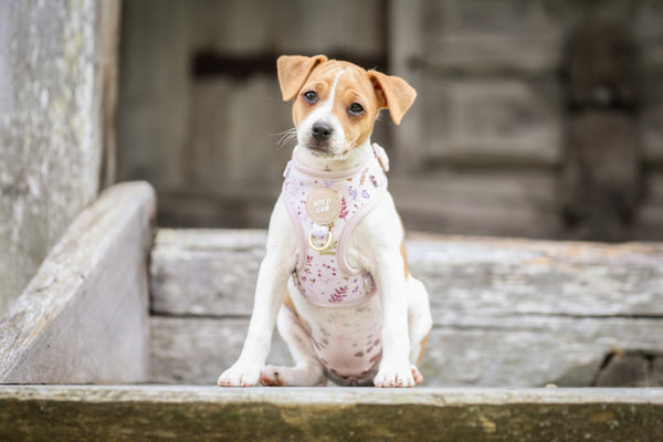 Adjustable Dog Harness: Chiswick Oyster