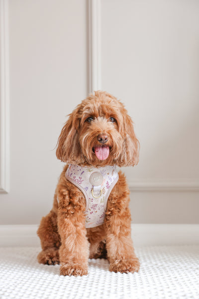 Adjustable Dog Harness: Chiswick Oyster