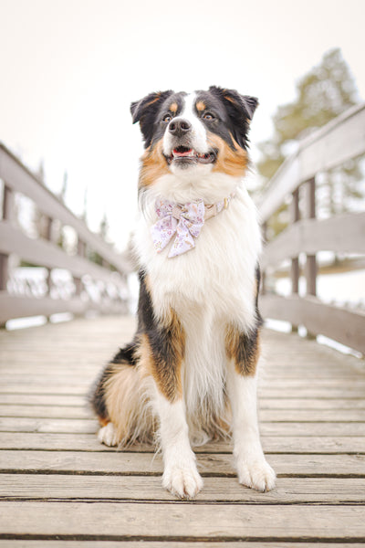 Dog Sailor Bow Tie: Chiswick Oyster