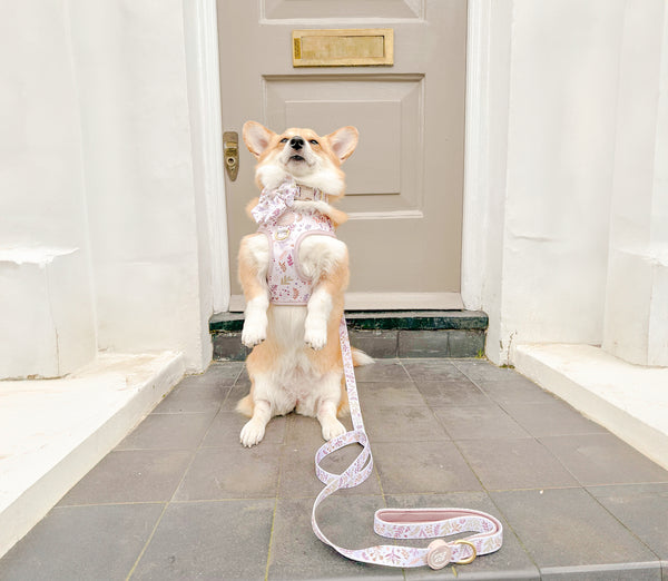 Dog Lead: Chiswick Oyster