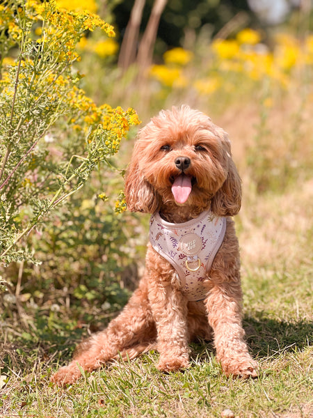 Adjustable Dog Harness: Chiswick Oyster