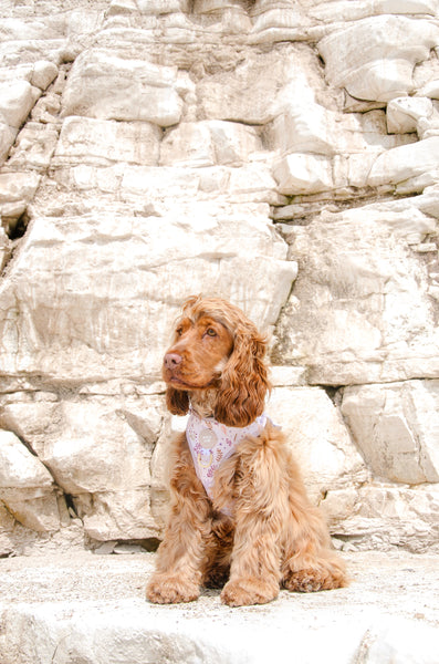 Adjustable Dog Harness: Chiswick Oyster