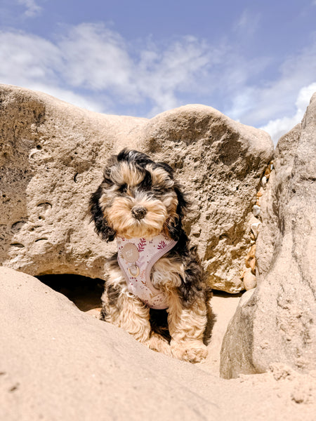 Adjustable Dog Harness: Chiswick Oyster