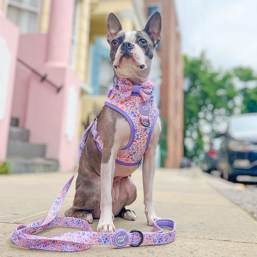 Adjustable Dog Collar Notting Hill Lilac WYLD CUB