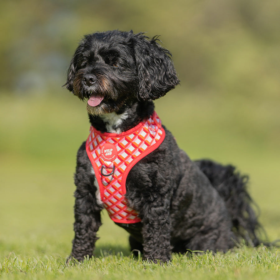 Dog Collars Australia, Harnesses, Adjustable