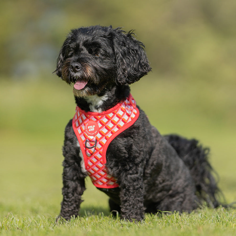 Adjustable Dog Harness Knightsbridge Coral WYLD CUB